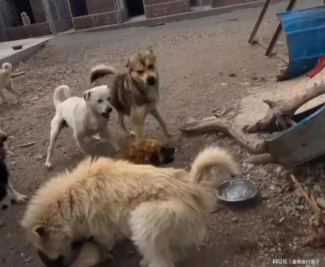 爆火！身价飙升至10万美元狗主人被扒pg电子平台贵州下司犬“查理国王”(图2)