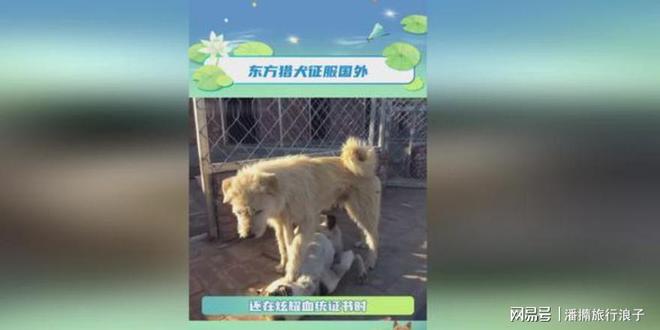 爆火！身价飙升至10万美元狗主人被扒pg电子平台贵州下司犬“查理国王”(图7)