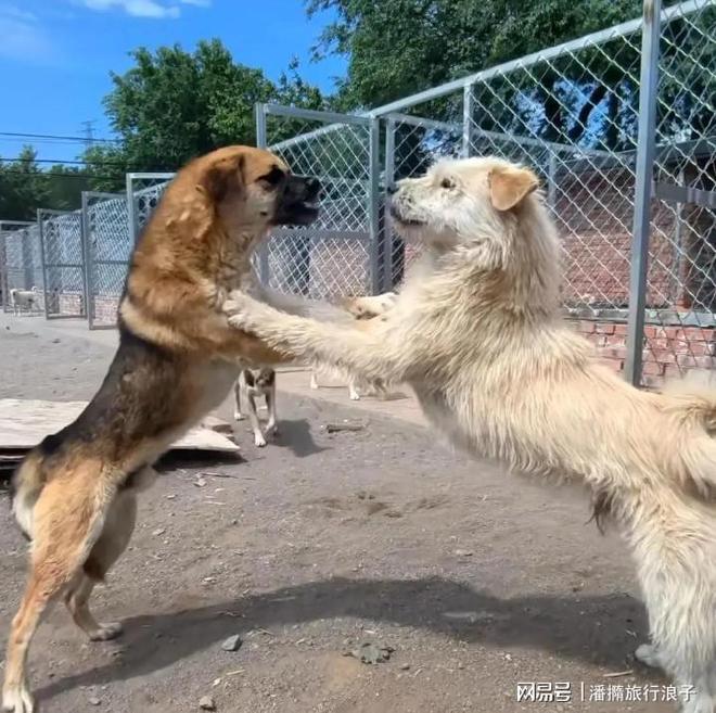 爆火！身价飙升至10万美元狗主人被扒pg电子平台贵州下司犬“查理国王”(图6)