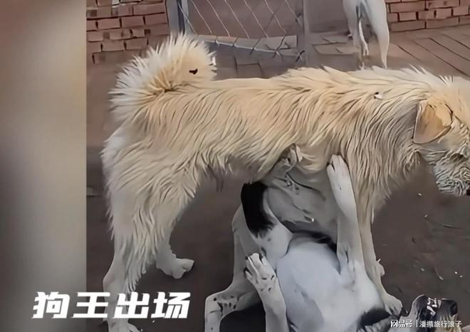 爆火！身价飙升至10万美元狗主人被扒pg电子平台贵州下司犬“查理国王”(图18)