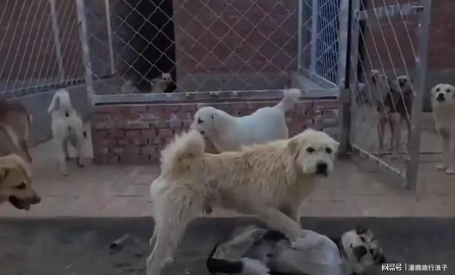 爆火！身价飙升至10万美元狗主人被扒pg电子平台贵州下司犬“查理国王”(图5)