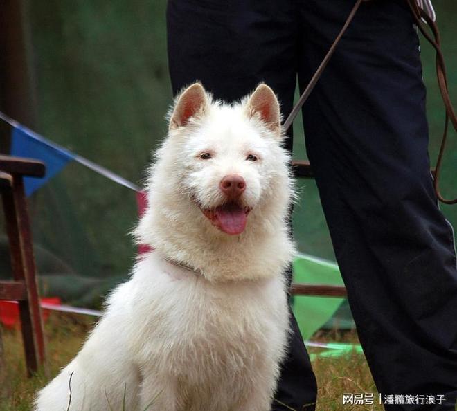 爆火！身价飙升至10万美元狗主人被扒pg电子平台贵州下司犬“查理国王”(图4)