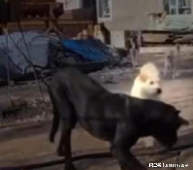 爆火！身价飙升至10万美元狗主人被扒pg电子平台贵州下司犬“查理国王”(图10)