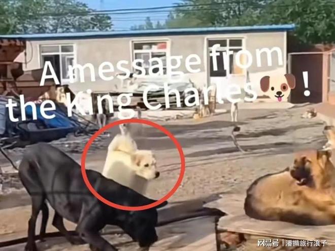 爆火！身价飙升至10万美元狗主人被扒pg电子平台贵州下司犬“查理国王”(图11)