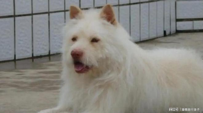 爆火！身价飙升至10万美元狗主人被扒pg电子平台贵州下司犬“查理国王”(图9)