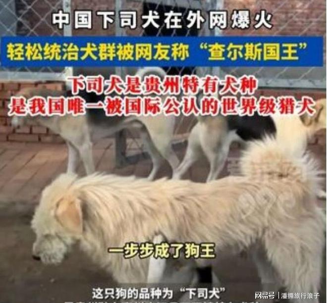 爆火！身价飙升至10万美元狗主人被扒pg电子平台贵州下司犬“查理国王”(图8)