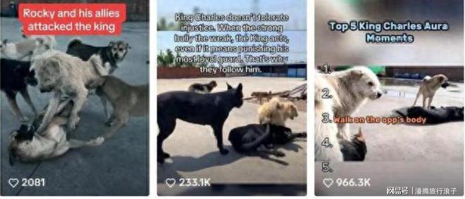 爆火！身价飙升至10万美元狗主人被扒pg电子平台贵州下司犬“查理国王”(图16)