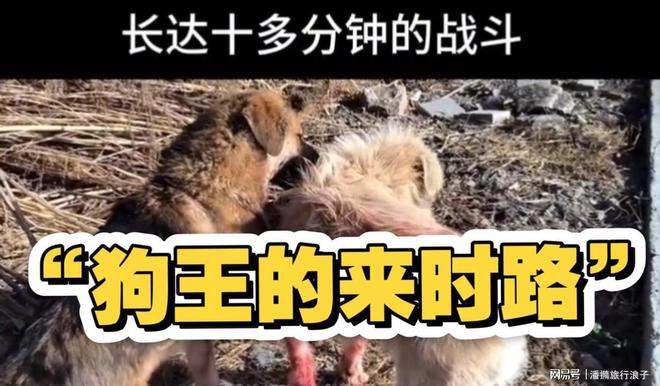 爆火！身价飙升至10万美元狗主人被扒pg电子平台贵州下司犬“查理国王”(图15)
