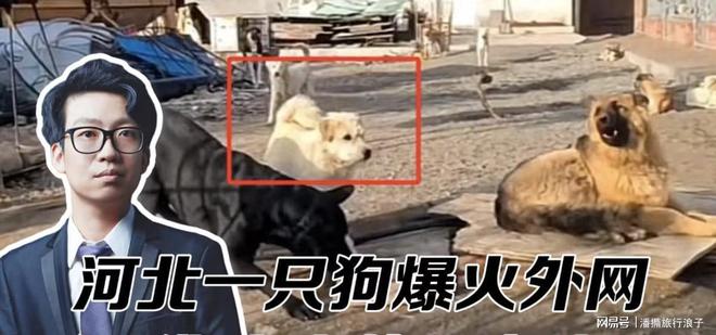 爆火！身价飙升至10万美元狗主人被扒pg电子平台贵州下司犬“查理国王”(图14)