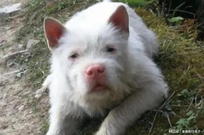 爆火！身价飙升至10万美元狗主人被扒pg电子平台贵州下司犬“查理国王”(图20)
