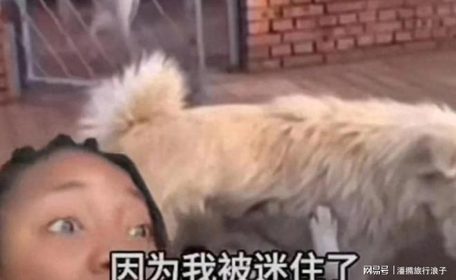 爆火！身价飙升至10万美元狗主人被扒pg电子平台贵州下司犬“查理国王”(图19)